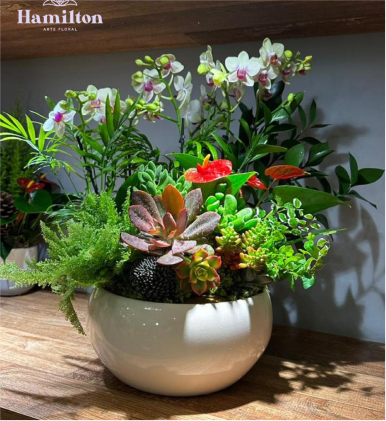 Arranjo - Phalaenopsis Cascata