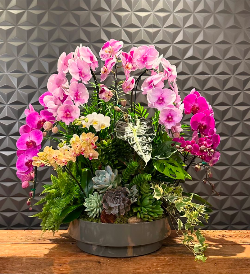 Phalaenopsis Cascata